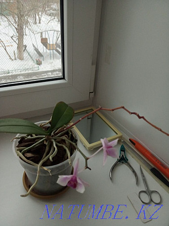 Орхидеялар үлкен және кішкентай  Астана - изображение 5