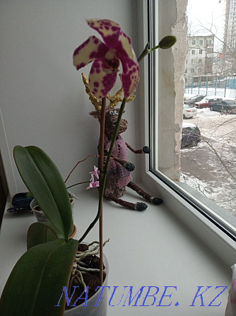 Орхидеялар үлкен және кішкентай  Астана - изображение 1