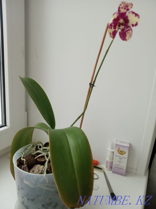 Орхидеи большая и маленькая Астана - изображение 2