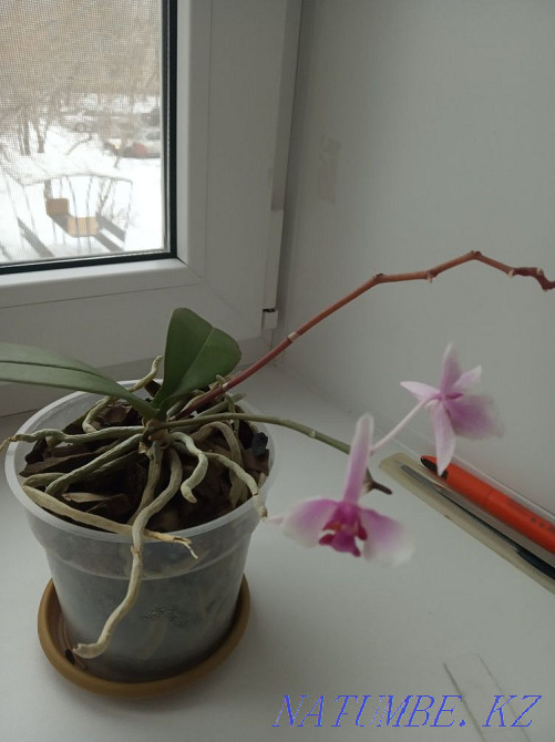 Орхидеи большая и маленькая Астана - изображение 6