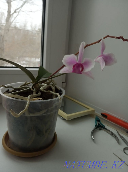 Орхидеи большая и маленькая Астана - изображение 7