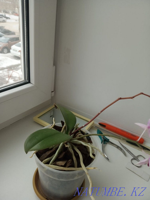 Орхидеи большая и маленькая Астана - изображение 4