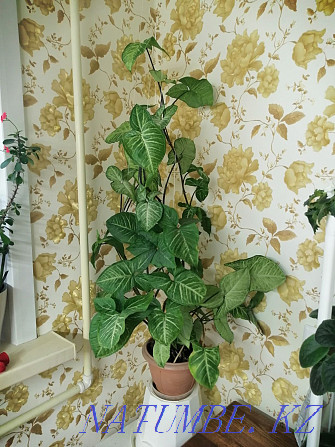 I sell indoor flower Syngonium Shahtinsk - photo 1