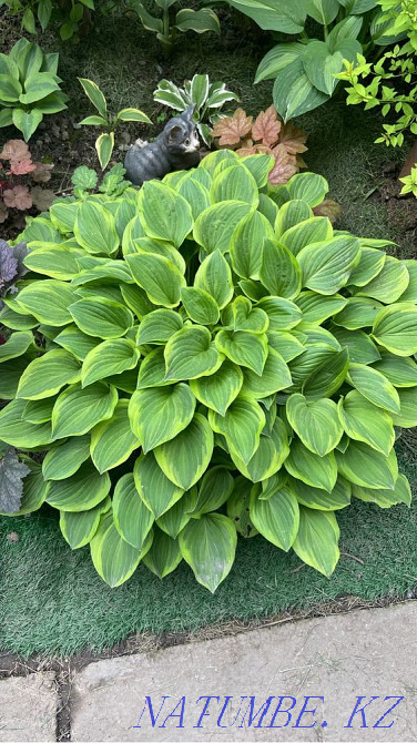 Hostas 20 varieties Almaty - photo 6