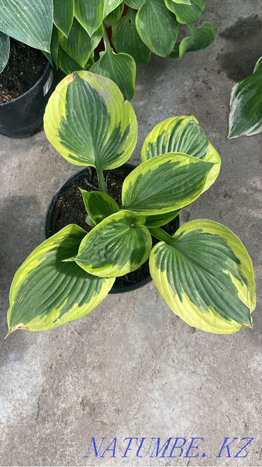 Hostas 20 varieties Almaty - photo 7