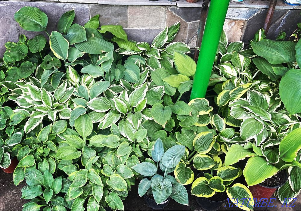 Hostas 20 varieties Almaty - photo 2