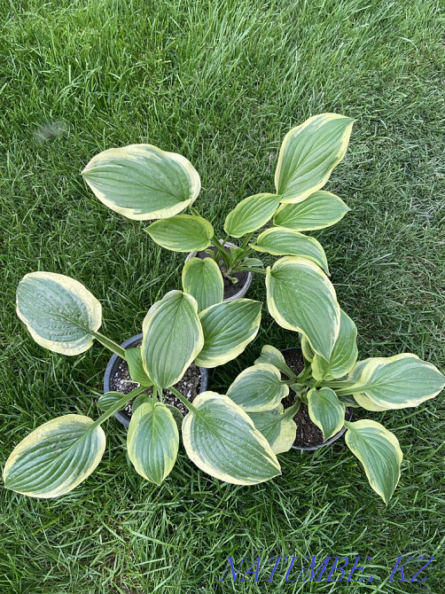 Hostas 20 varieties Almaty - photo 4