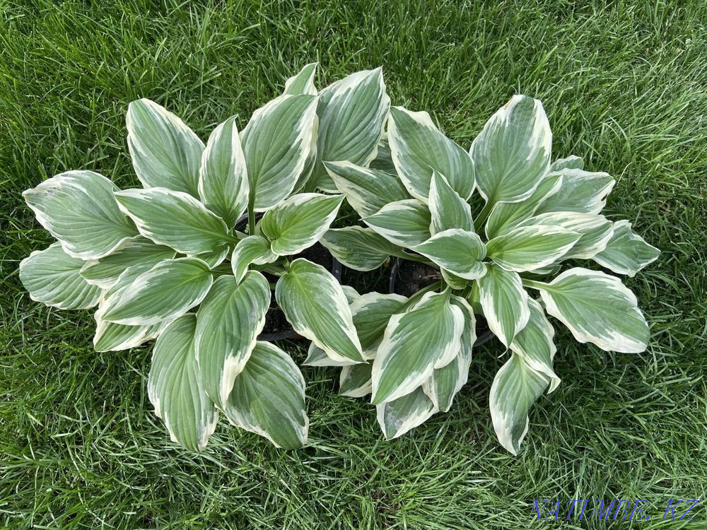 Hostas 20 varieties Almaty - photo 3