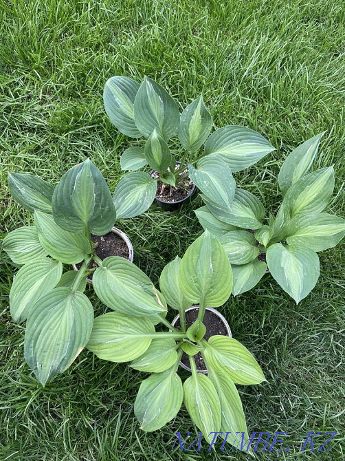Hostas 20 varieties Almaty - photo 5