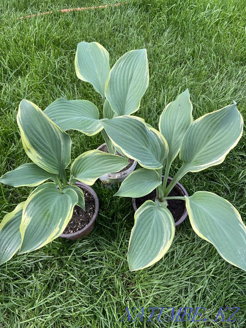Hostas 20 varieties Almaty - photo 1