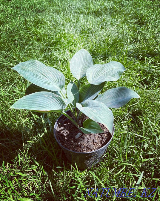 Hostas 20 varieties Almaty - photo 8