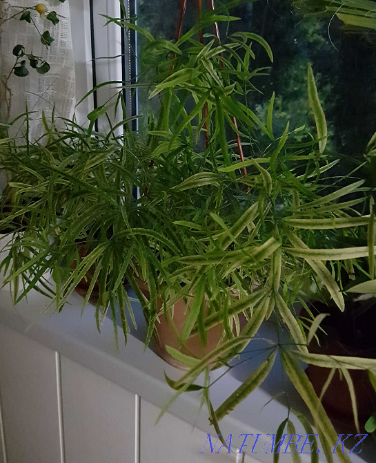 Продам комнатные цветы Тараз - изображение 5