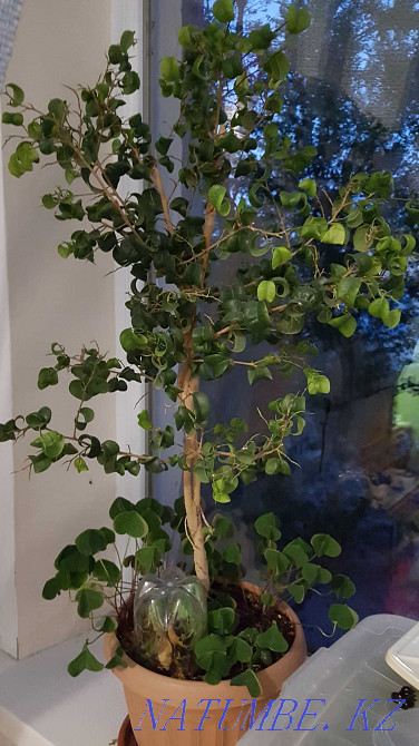 Продам комнатные цветы Тараз - изображение 1