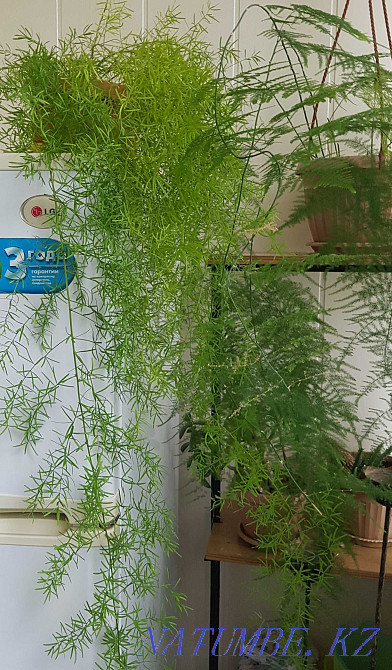 Продам комнатные цветы Тараз - изображение 6