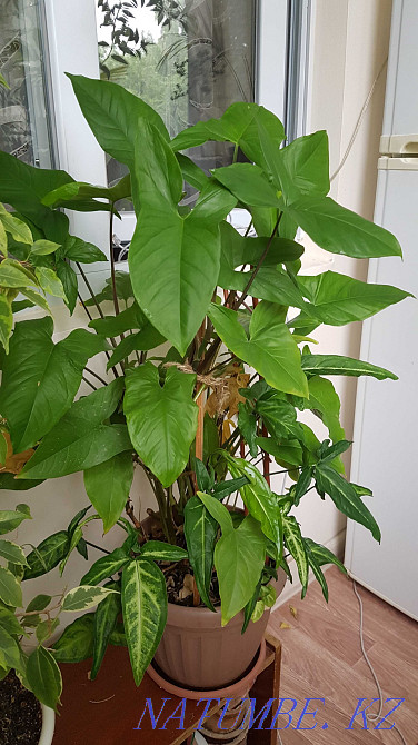 Продам комнатные цветы Тараз - изображение 3