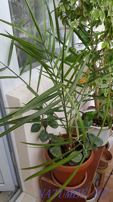 Продам комнатные цветы Тараз - изображение 4