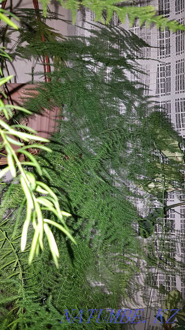 Продам комнатные цветы Тараз - изображение 7