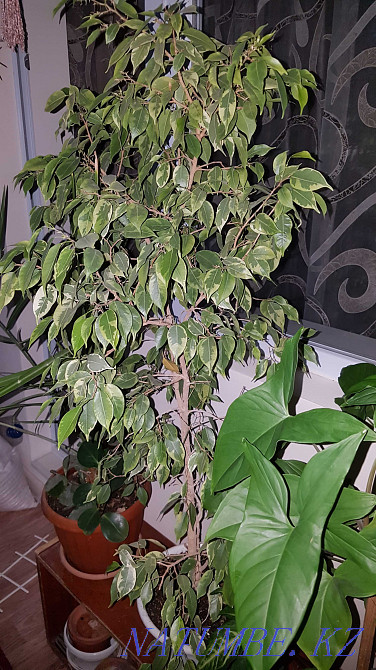 Продам комнатные цветы Тараз - изображение 2