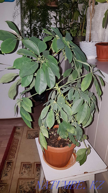 Продам комнатные цветы Тараз - изображение 8