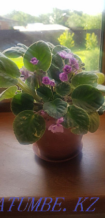 Violets plant Almaty - photo 2