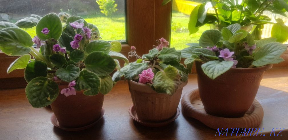 Violets plant Almaty - photo 1