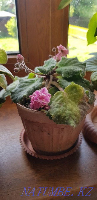 Violets plant Almaty - photo 3