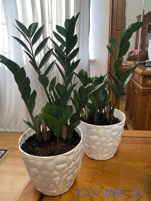 Indoor flowers sell Almaty - photo 8