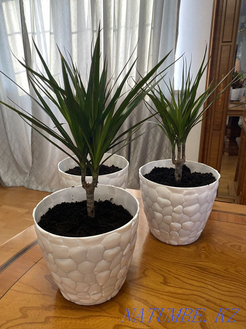 Indoor flowers sell Almaty - photo 7