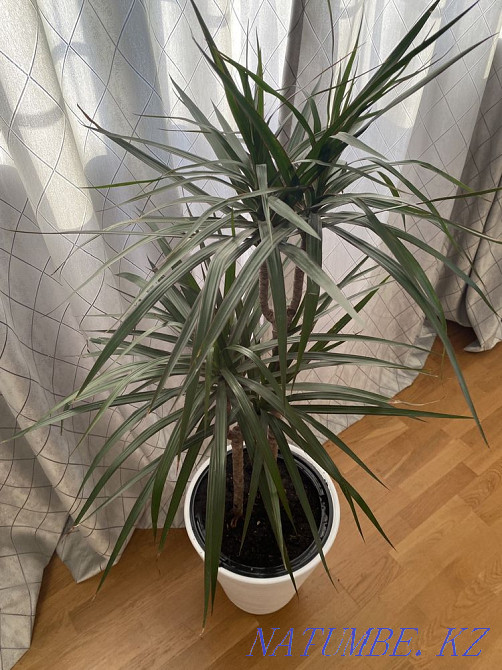 Indoor flowers sell Almaty - photo 1