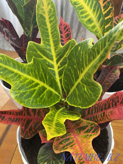 Indoor flowers sell Almaty - photo 6