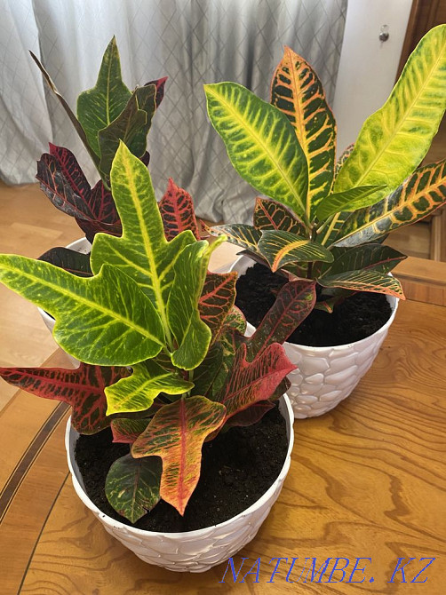 Indoor flowers sell Almaty - photo 5