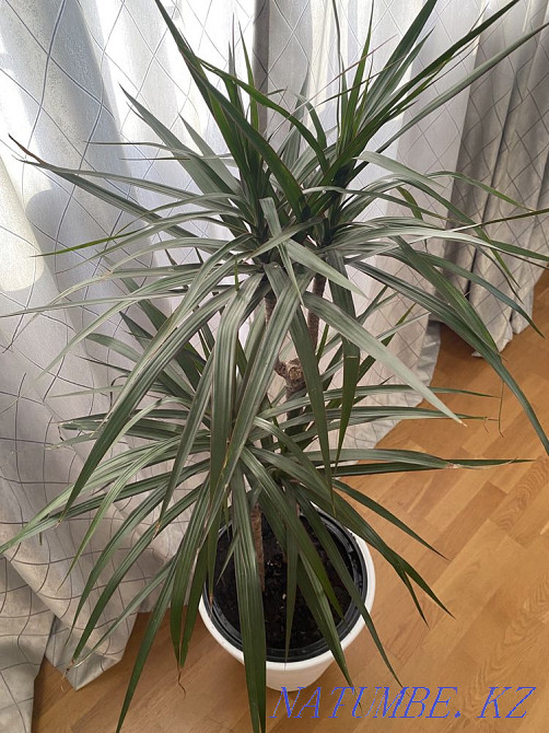 Indoor flowers sell Almaty - photo 3