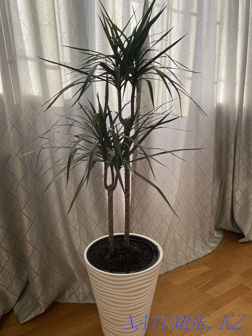 Indoor flowers sell Almaty - photo 4