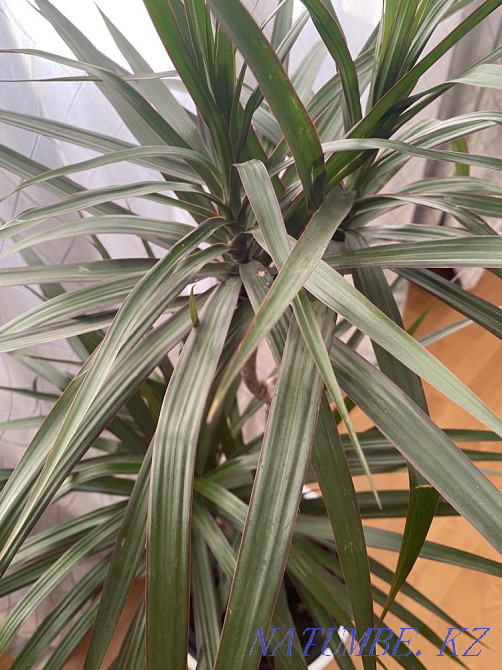 Indoor flowers sell Almaty - photo 2