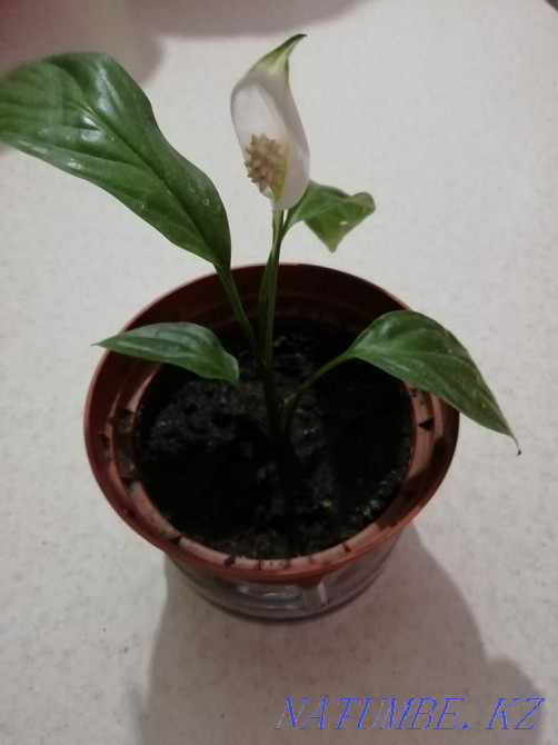 Цветы Женское счастье спатифиллиум Костанай - изображение 1