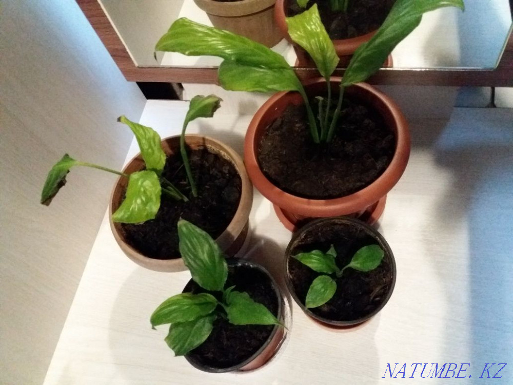 Цветы Женское счастье спатифиллиум Костанай - изображение 2