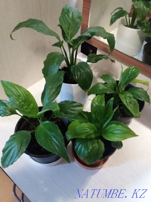 Цветы Женское счастье спатифиллиум Костанай - изображение 3