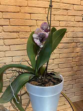 Орхидеи продам Almaty