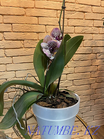 Орхидеялар сатылады  Алматы - изображение 2