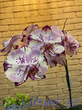 Орхидеялар сатылады  Алматы - изображение 1