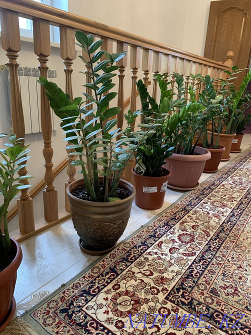 Ақша ағашын сату (Zamioculcas)  Алматы - изображение 3