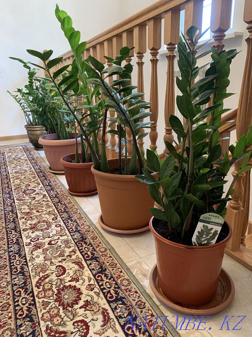 Ақша ағашын сату (Zamioculcas)  Алматы - изображение 2