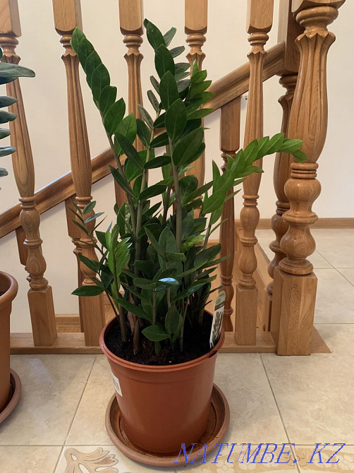 Ақша ағашын сату (Zamioculcas)  Алматы - изображение 1
