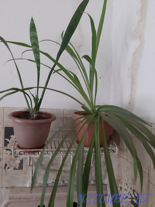 Flowers for sale Esik - photo 4