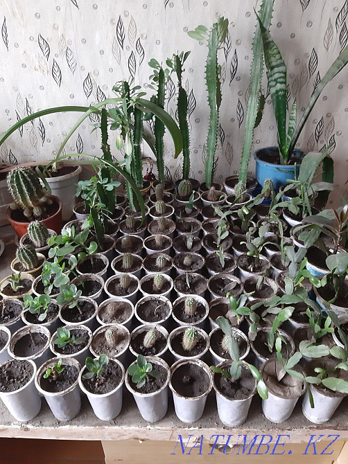 Flowers for sale Esik - photo 5