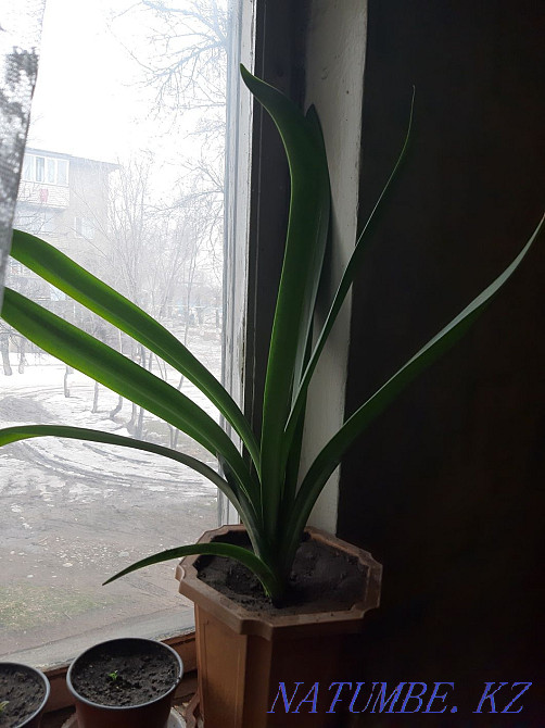 Flowers for sale Esik - photo 3