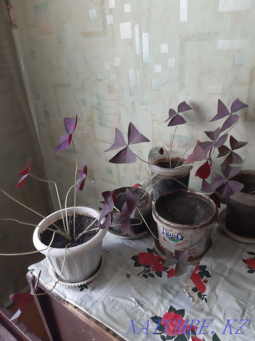 Flowers for sale Esik - photo 8