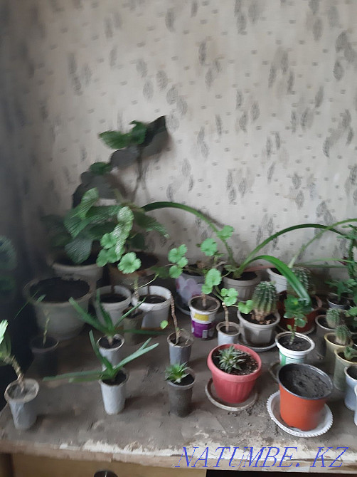 Flowers for sale Esik - photo 6