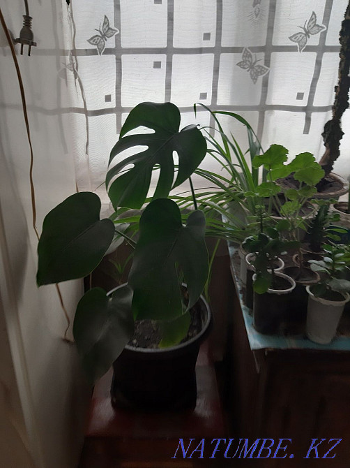 Flowers for sale Esik - photo 1