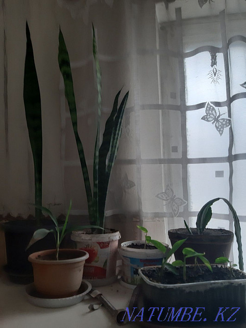 Flowers for sale Esik - photo 2